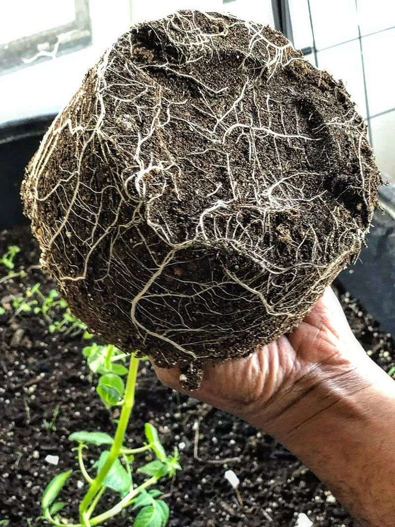 Hard Soil
