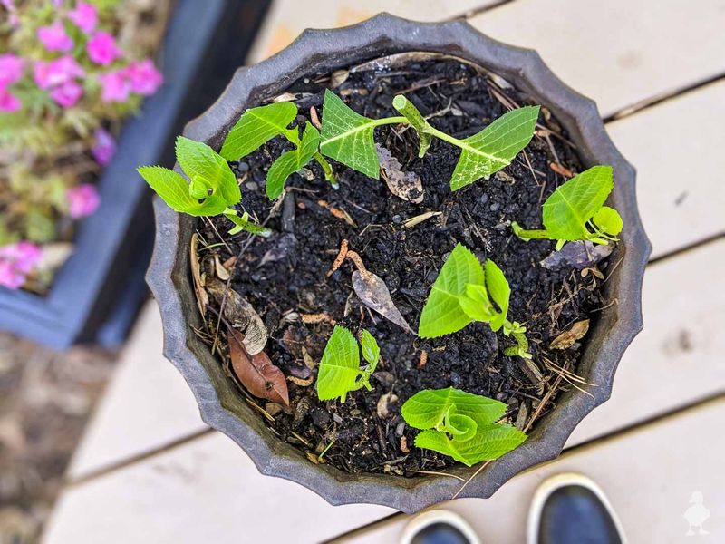 Harden Off Rooted Cuttings Before Planting Outside