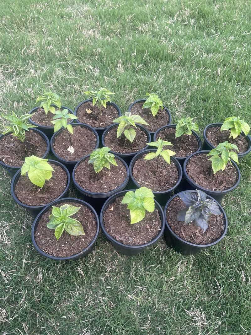 Harden Off Transplants Before They Face Cool Nights