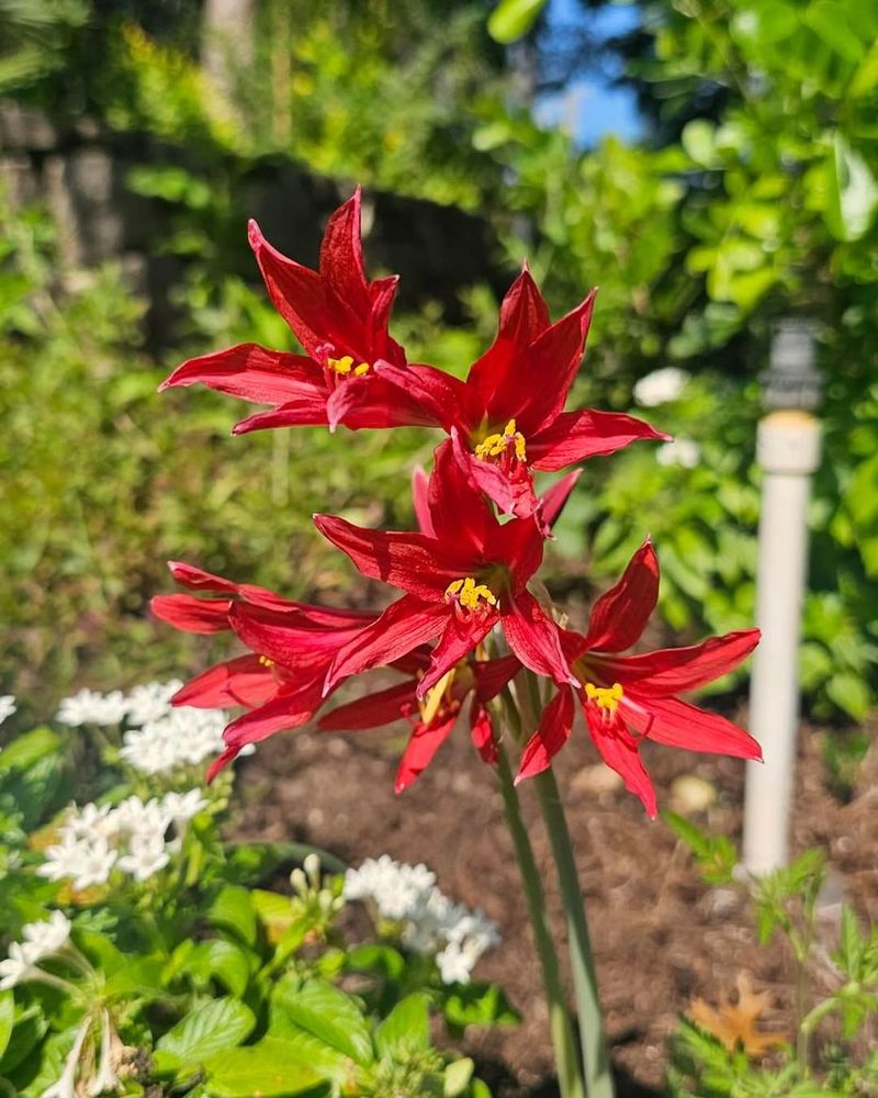 Hardy Amaryllis Lily (Rhodophiala Bifida)