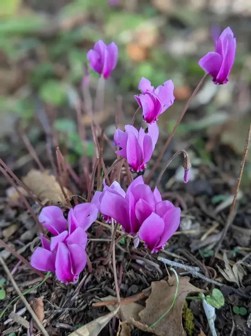 Hardy Cyclamen Handles Tree Roots Well Hardy Cyclamen Handles Tree Roots Well
