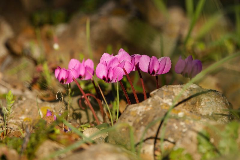 Hardy Cyclamen Need Very Little Maintenance Hardy Cyclamen Need Very Little Maintenance