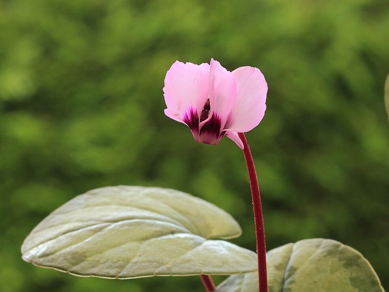 Hardy Cyclamen Thrive In Dry Shade Once Established Hardy Cyclamen Thrive In Dry Shade Once Established
