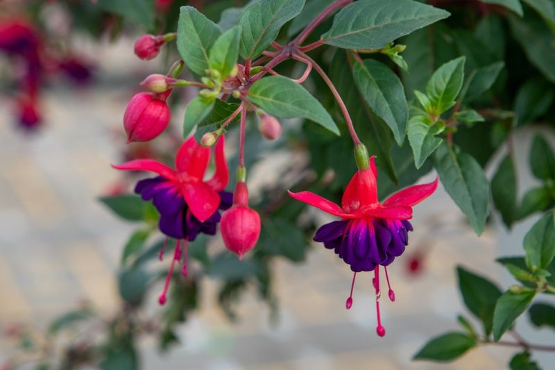 Hardy Fuchsia