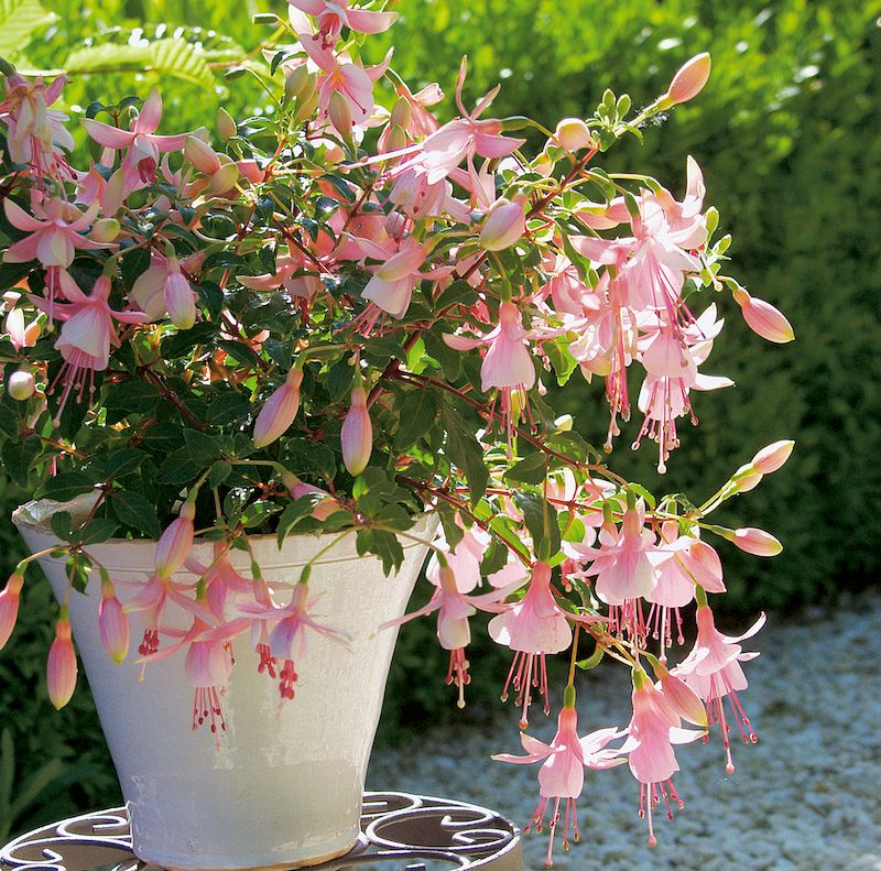 Hardy Fuchsia Comes Back In Oregon Containers