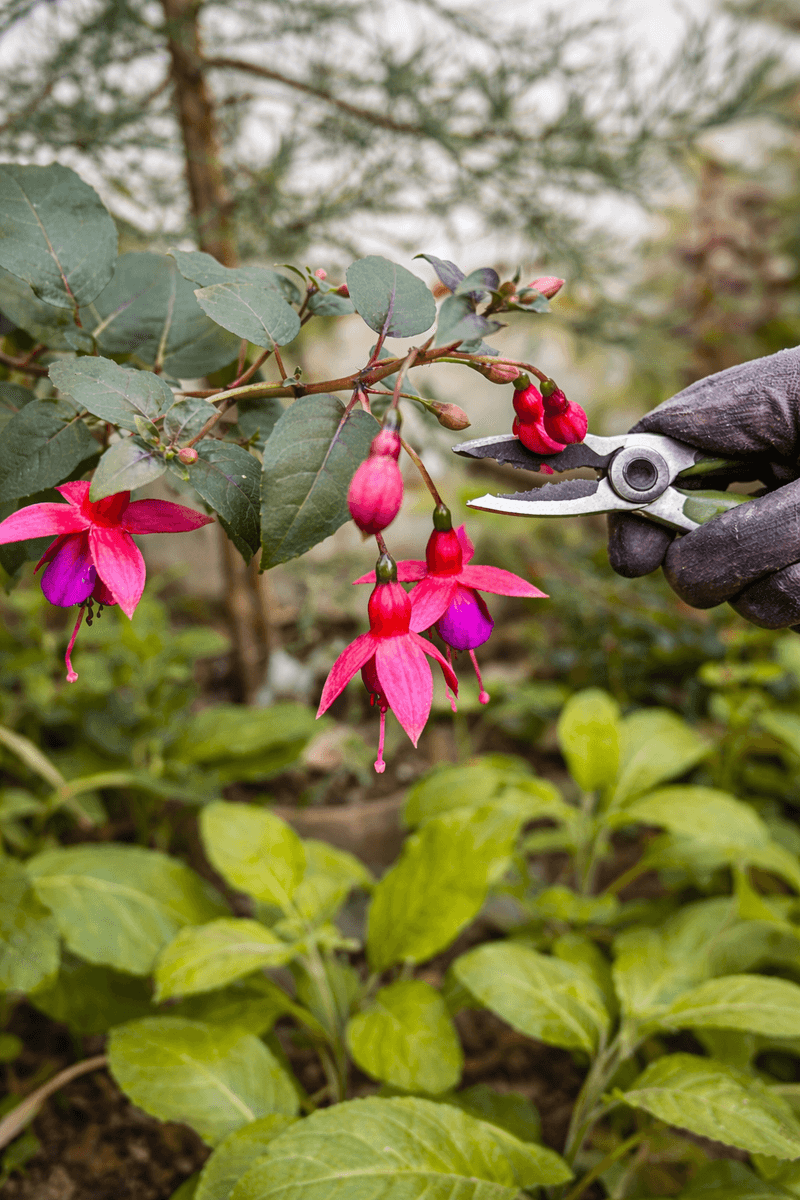Hardy Fuchsia Returns Strong After Spring Cutback