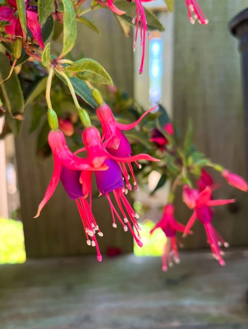 Hardy Fuchsia