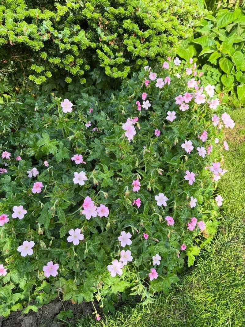 Hardy Geranium Fills Gaps Without Looking Messy