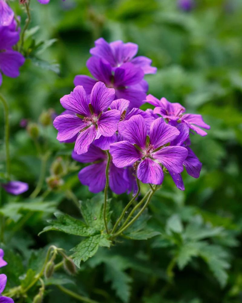 Hardy Geranium