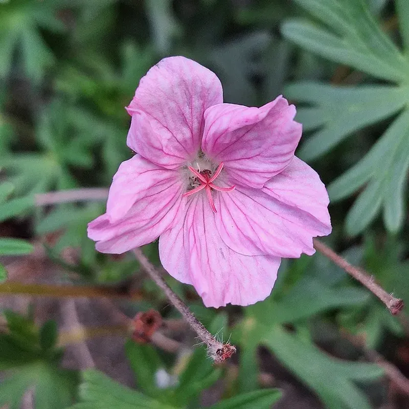 Hardy Geraniums