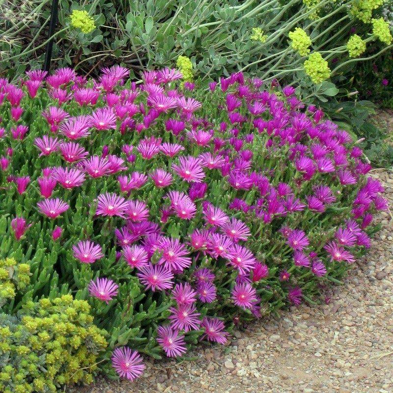 Hardy Ice Plant Handles Heat With Bright Pink Flowers