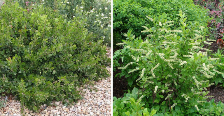 Hardy North Carolina Shrubs That Thrive On Neglect Through Summer Heat And Humidity
