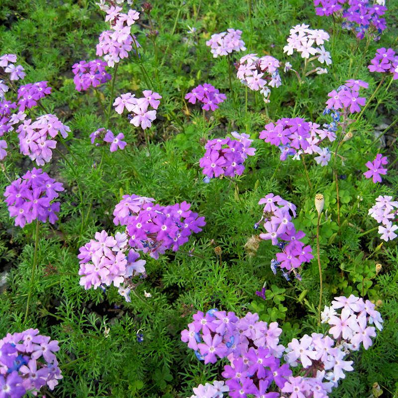 Hardy Verbena Creeps Comfortably Between Stones