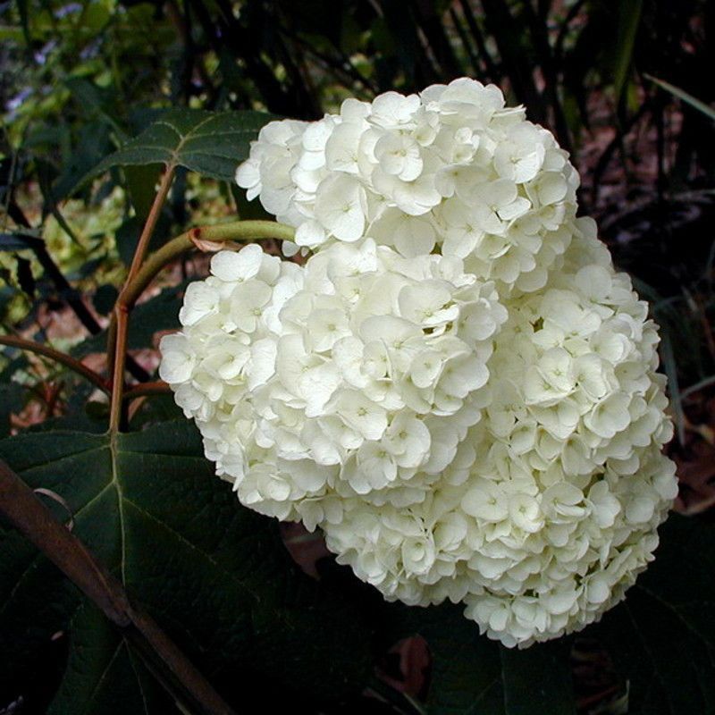 'Harmony' Works Where Heavy Flower Clusters Have Room