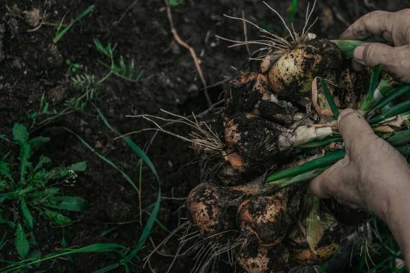 Harvest Bulbs When Tops Fall Over