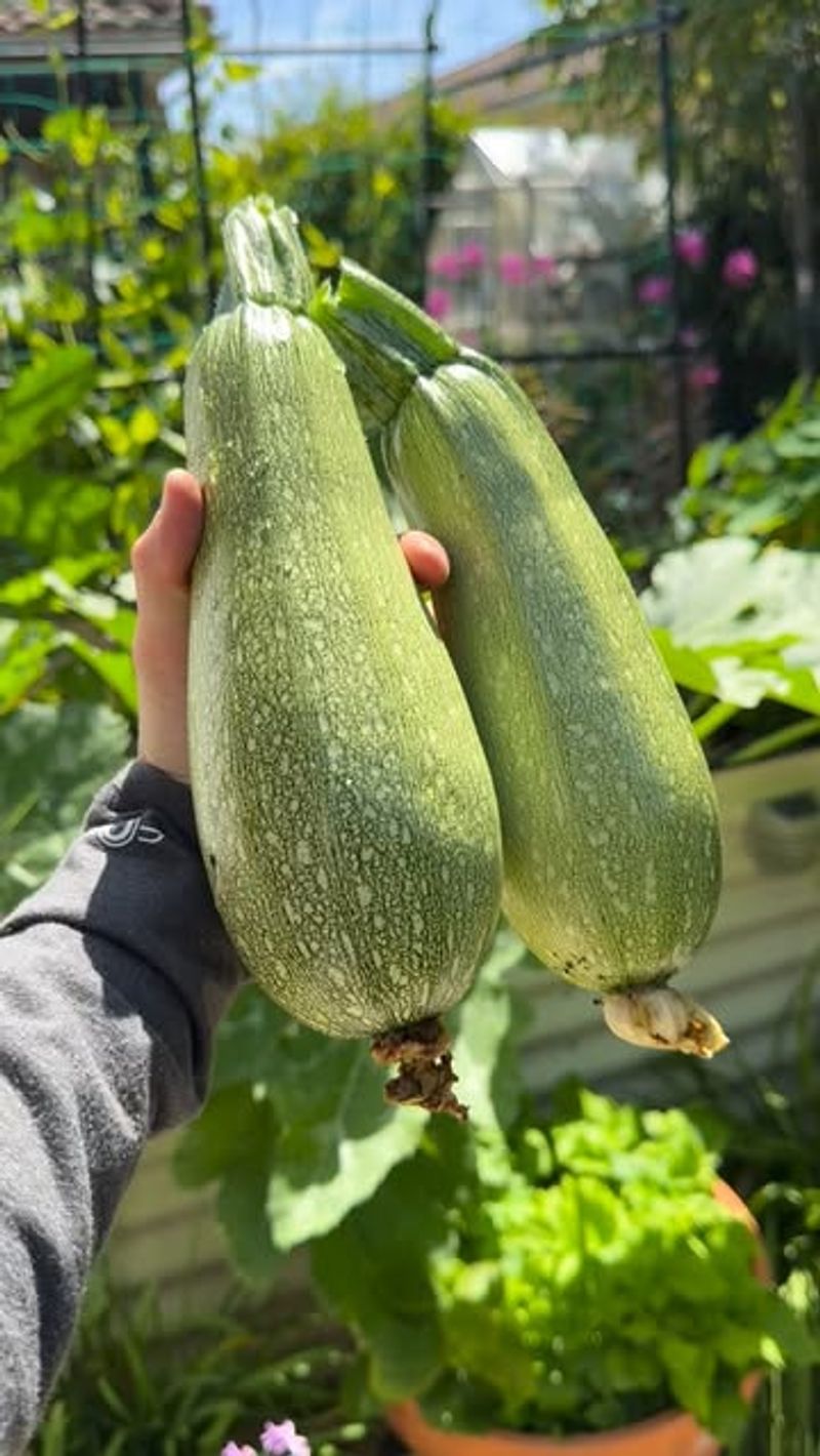 Harvest Early And Regularly Harvest Early And Regularly
