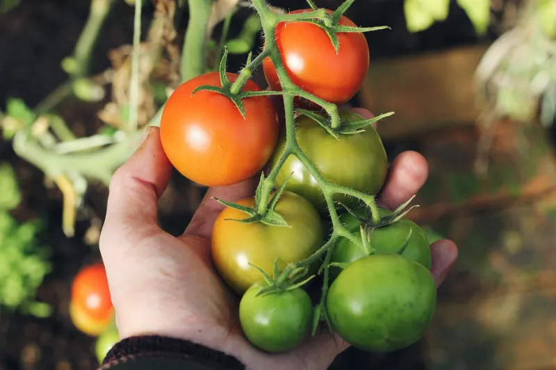 Harvest Early Before Rain Or Heat Swings