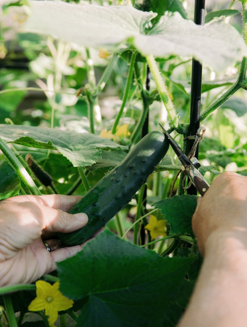 Harvest Early Cucumbers Quickly To Keep Plants Producing