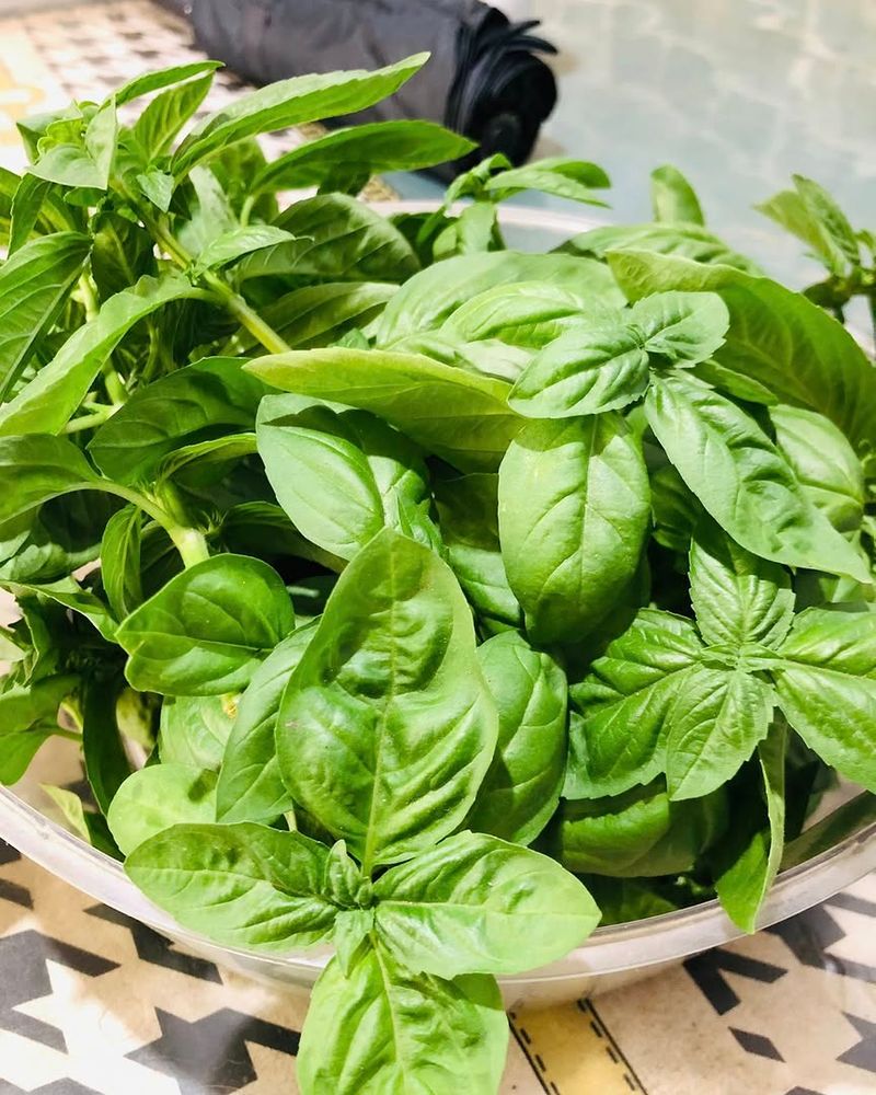 Harvest Often To Encourage New Leaves