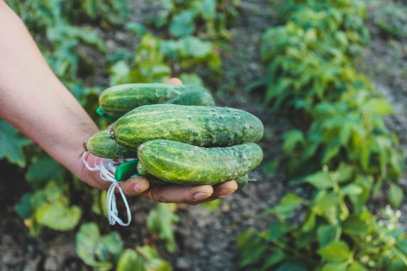Harvest Often To Keep Production Going