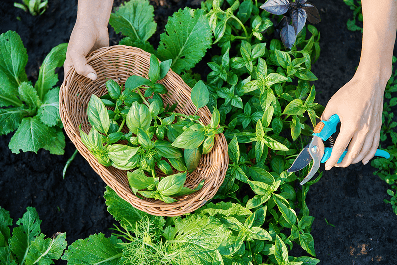 Harvest Often To Push New Growth