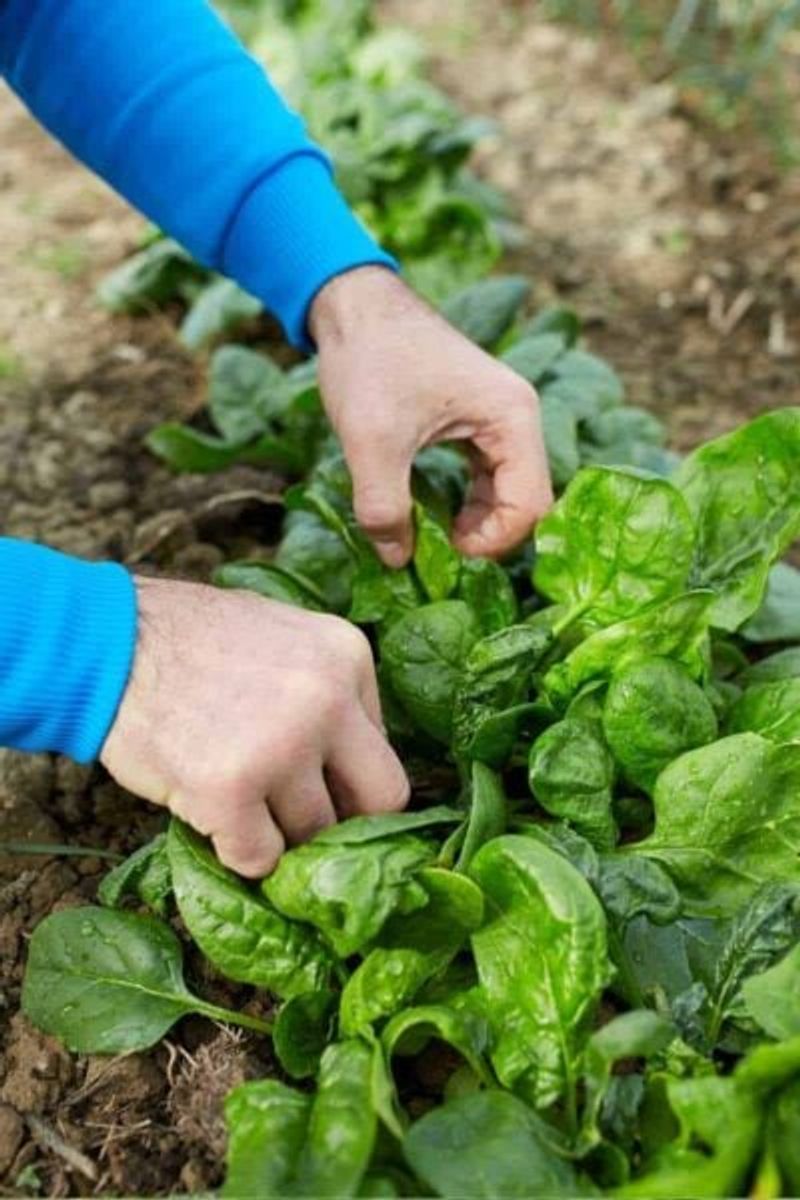 Harvest Outer Leaves Instead Of Pulling Entire Plants