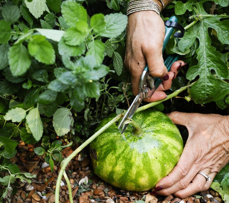 Harvest Promptly When Ohio Storms Are Coming
