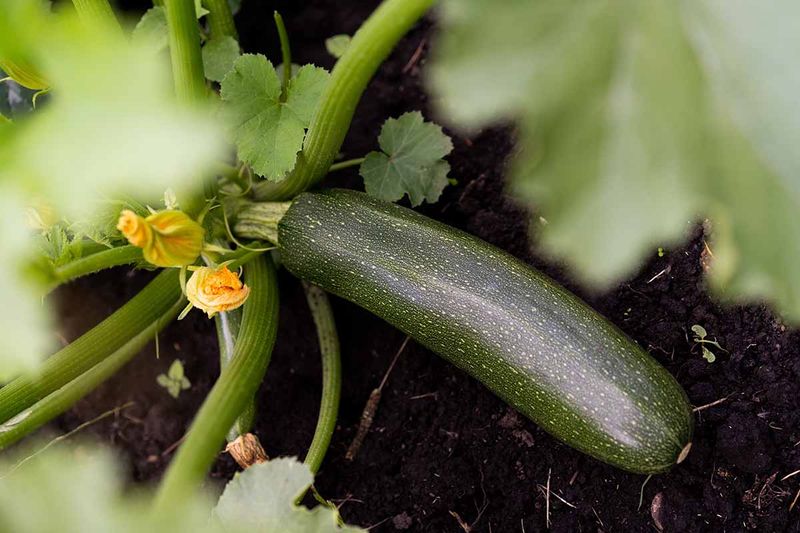 Harvest Small Zucchini Before They Get Oversized