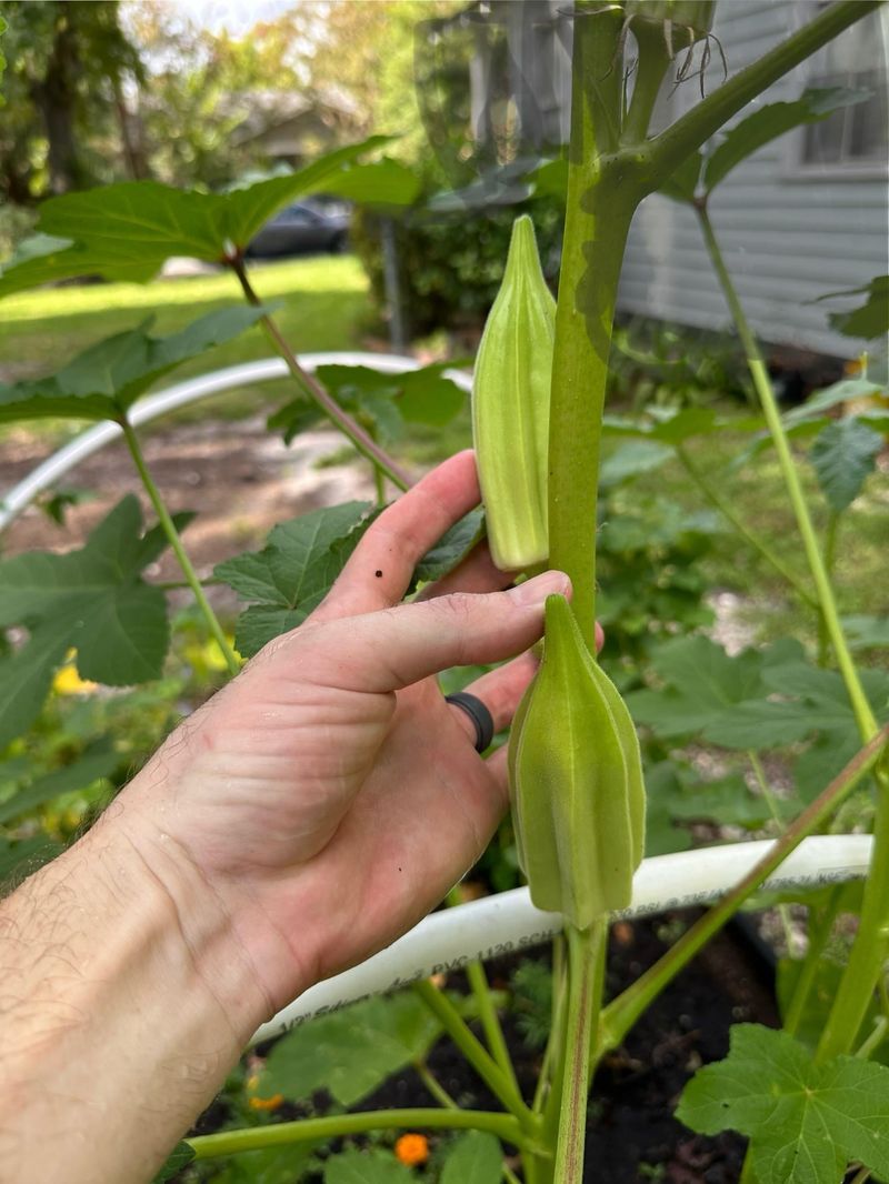 Harvest The Pods Early And Often Harvest The Pods Early And Often