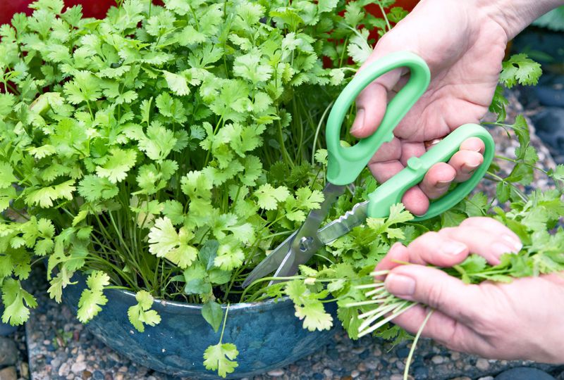 Harvest Usable Leaves Right Away