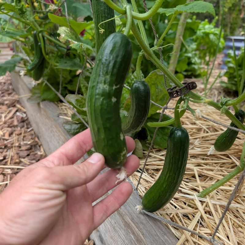 Harvesting Cucumbers Early Encourages Plants To Keep Producing