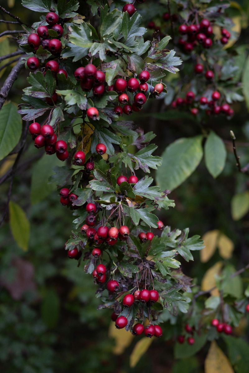 Hawthorn