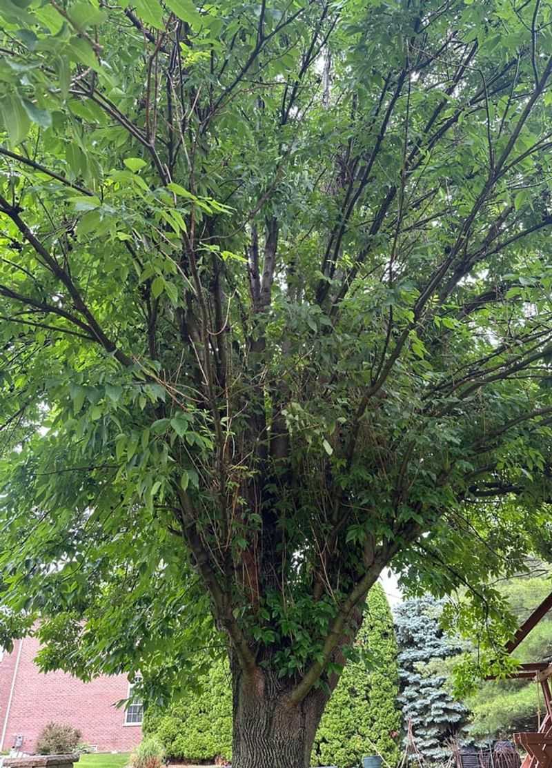 Healthy Ash Trees Can Sometimes Be Protected With Early Treatment