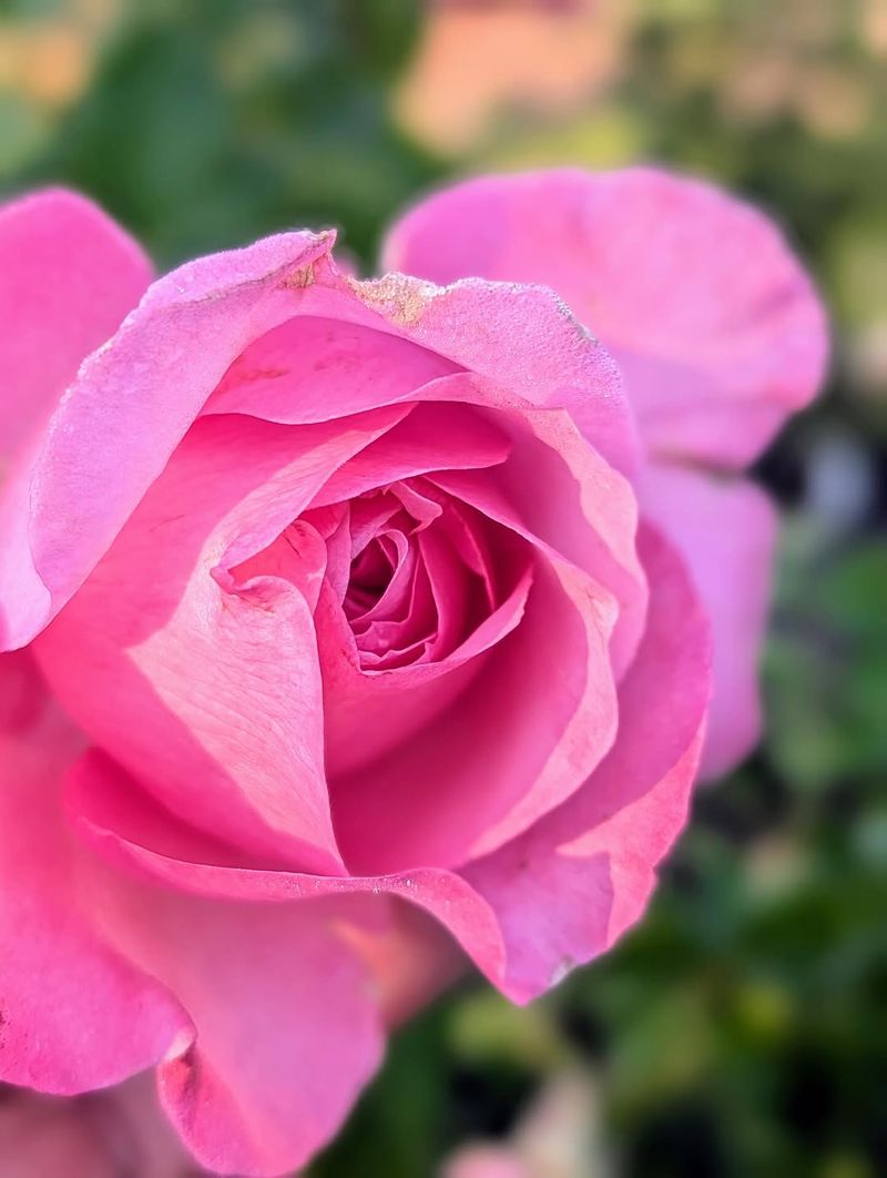 Healthy Bud Formation Often Predicts Summer Rose Performance