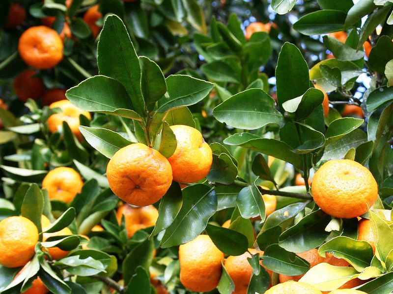 Healthy Citrus Trees Usually Hold Fruit More Consistently