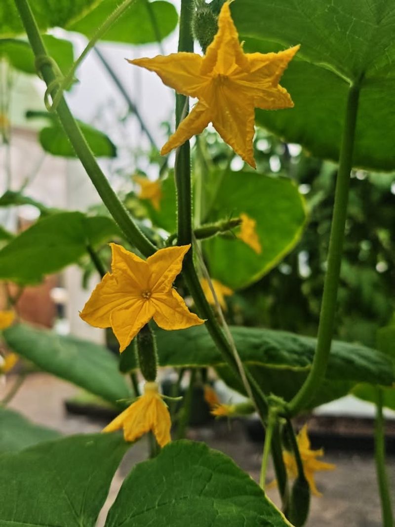 Healthy Fast Growing Plants Recover More Easily
