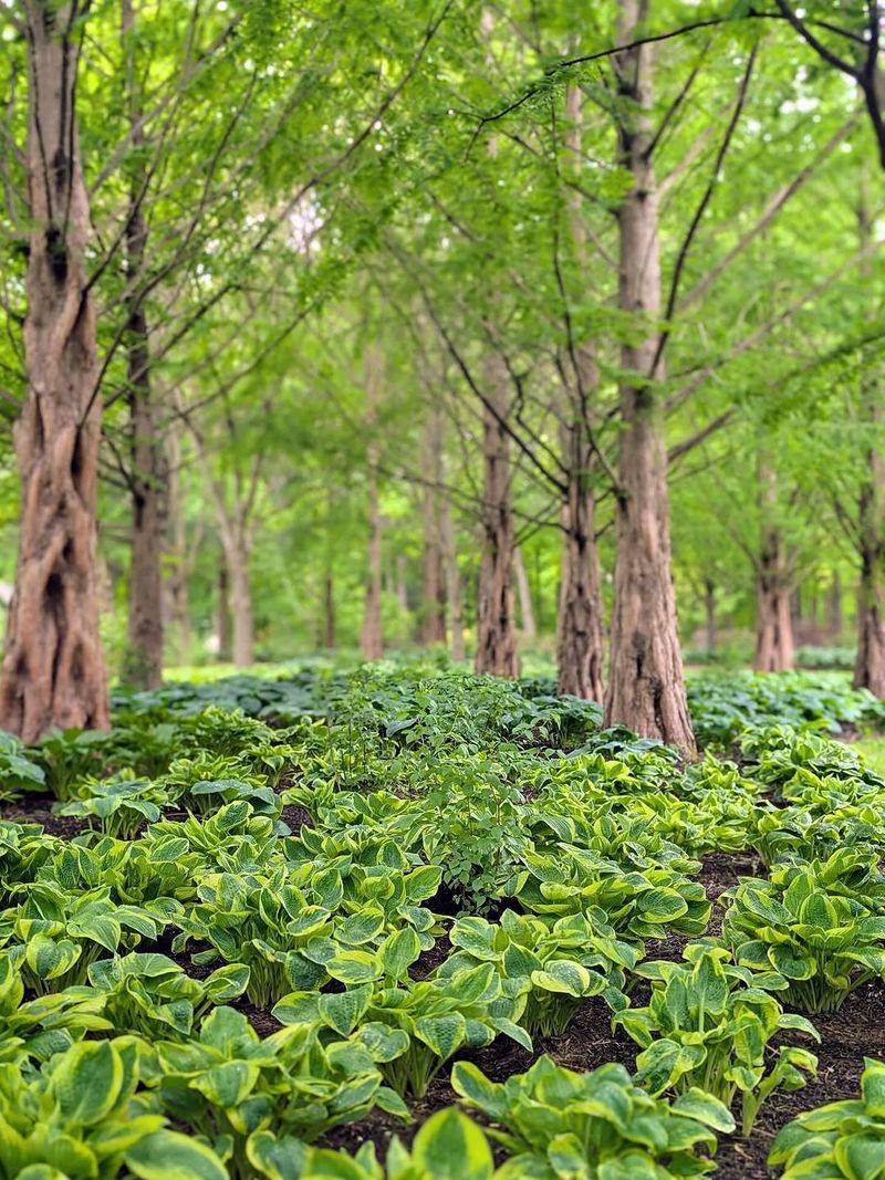 Healthy Hosta Roots Expand Quickly During Michigan Springs