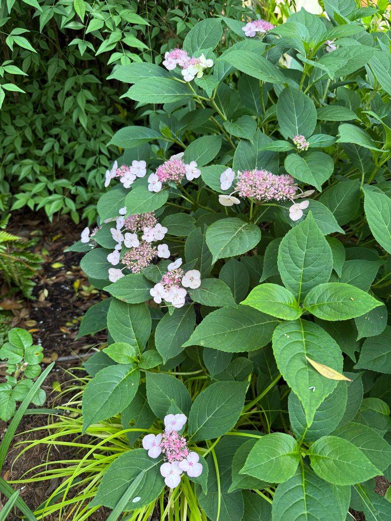 Healthy Leaves Support Future Blooms