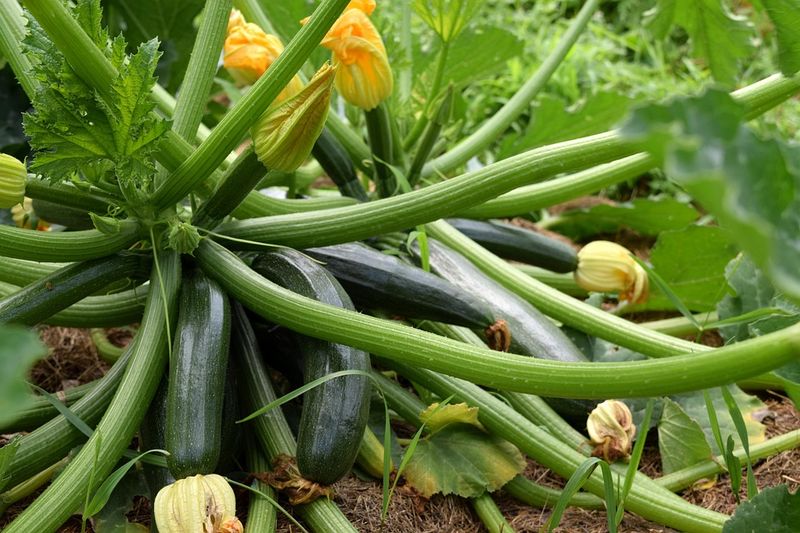 Healthy Michigan Squash Plants Recover Better From Minor Damage