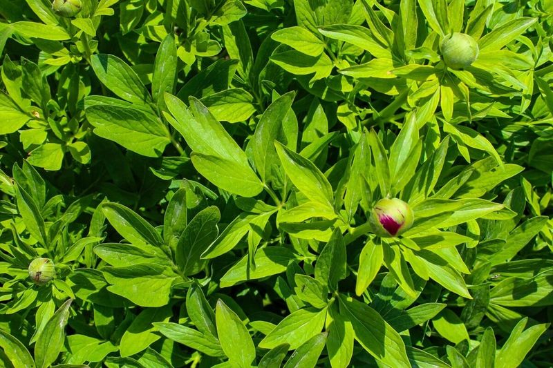 Healthy Peony Leaves Still Matter Long After Flowers Fade