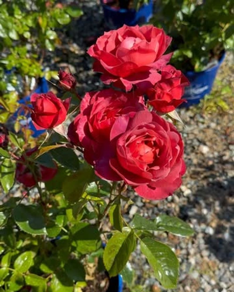 Healthy Roses Start With Choosing The Right Location From The Beginning