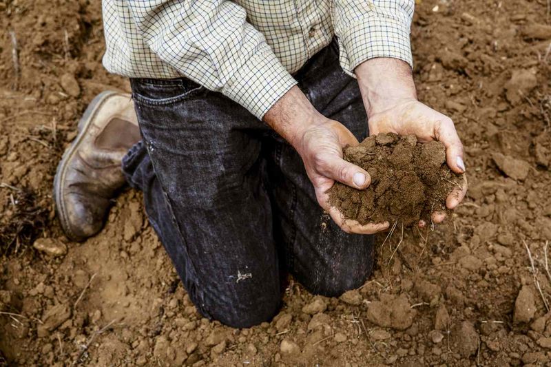 Healthy Soil Biology Is What Truly Fixes Compaction Long Term