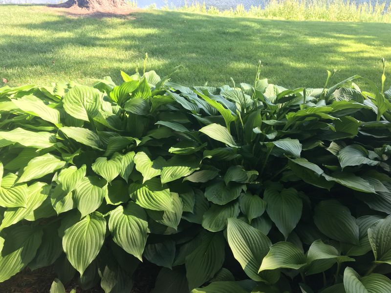 Healthy Soil Creates Much Bigger Hostas Over Time Healthy Soil Creates Much Bigger Hostas Over Time