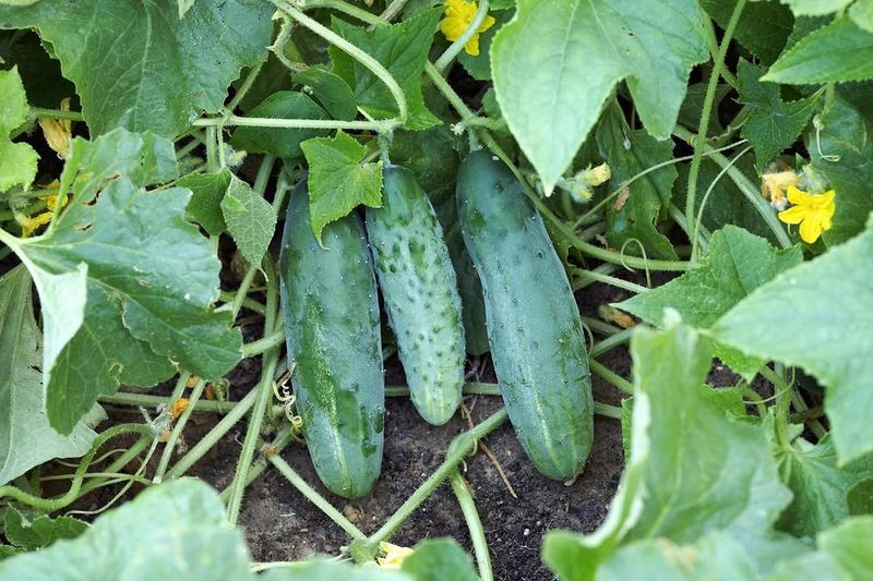 Healthy Soil Produces Bigger Longer Lasting Cucumber Harvests
