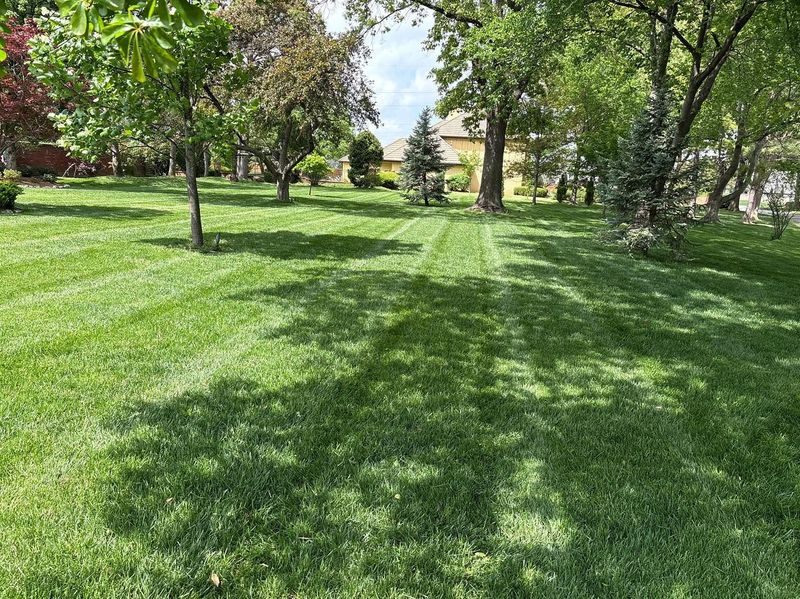 Healthy Thick Lawns Recover Better From Mole Cricket Damage Healthy Thick Lawns Recover Better From Mole Cricket Damage