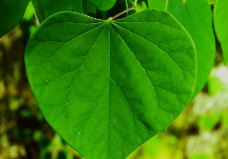 Heart-Shaped Leaves Add Soft Texture All Season Heart-Shaped Leaves Add Soft Texture All Season
