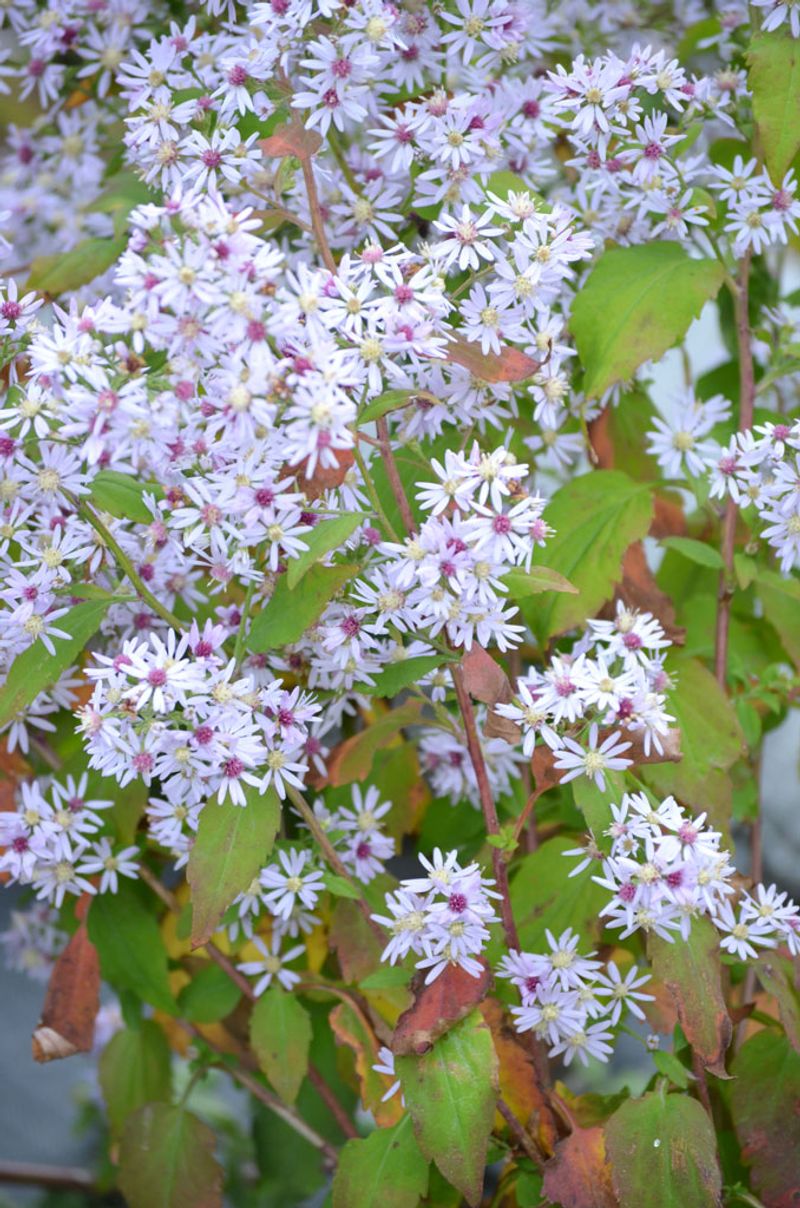 Heartleaf Aster 