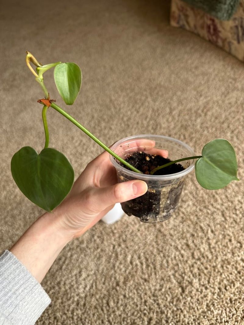 Heartleaf Philodendron (Philodendron hederaceum)