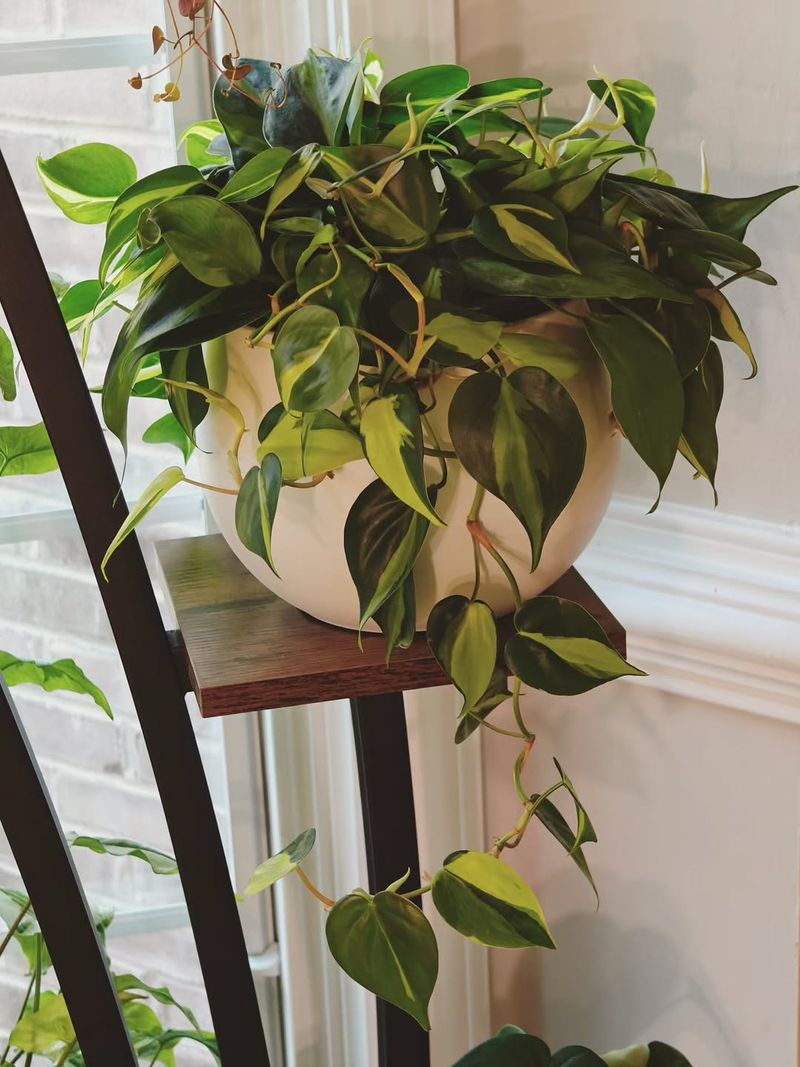 Heartleaf Philodendron (Philodendron hederaceum)