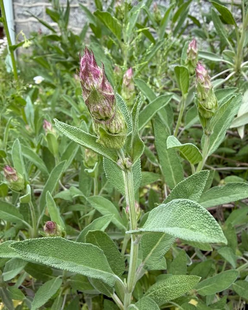 Heat And Humidity Rarely Slow Mature Sage Plants Down